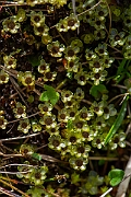 David Plant Photography - Wildlife Photography - Dotted thyme-moss, Rhizomnium punctatum - B