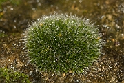 David Plant Photography - Wildlife Photography - Grey-cushioned grimmia, Grimmia pulvinata - A