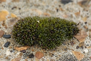 David Plant Photography - Wildlife Photography - Grey-cushioned grimmia, Grimmia pulvinata - B