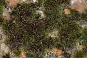 David Plant Photography - Wildlife Photography - Grey-cushioned grimmia, Grimmia pulvinata - C