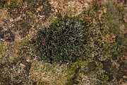 David Plant Photography - Wildlife Photography - Grey-cushioned grimmia, Grimmia pulvinata - D