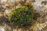 David Plant Photography - Wildlife Photography - Grey-cushioned grimmia, Grimmia pulvinata - E