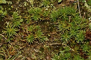 David Plant Photography - Wildlife Photography - Juniper haircap, Polytrichum juniperinum - A