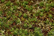 David Plant Photography - Wildlife Photography - Juniper haircap, Polytrichum juniperinum - B