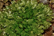 David Plant Photography - Wildlife Photography - Lesser pocket-moss, Fissidens bryoides - A