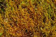 David Plant Photography - Wildlife Photography - Pointed spear-moss, Calliergonella cuspidata - B