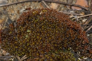 David Plant Photography - Wildlife Photography - Sand-hill screw-moss, Tortula ruralis subsp ruraliformis - A