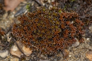 David Plant Photography - Wildlife Photography - Sand-hill screw-moss, Tortula ruralis subsp ruraliformis - B