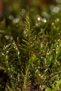 David Plant Photography - Wildlife Photography - Swan's-neck thyme-moss, Mnium hornum - A