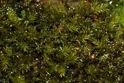 David Plant Photography - Wildlife Photography - Swan's-neck thyme-moss, Mnium hornum - C