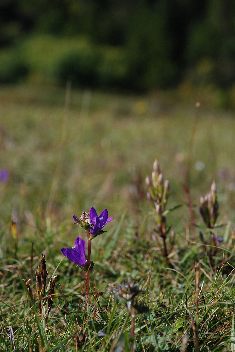 David Plant Photography - Wildlife Photographer - Clustered bellflower - A.JPG - Clustered bellflower - Bedfordshire