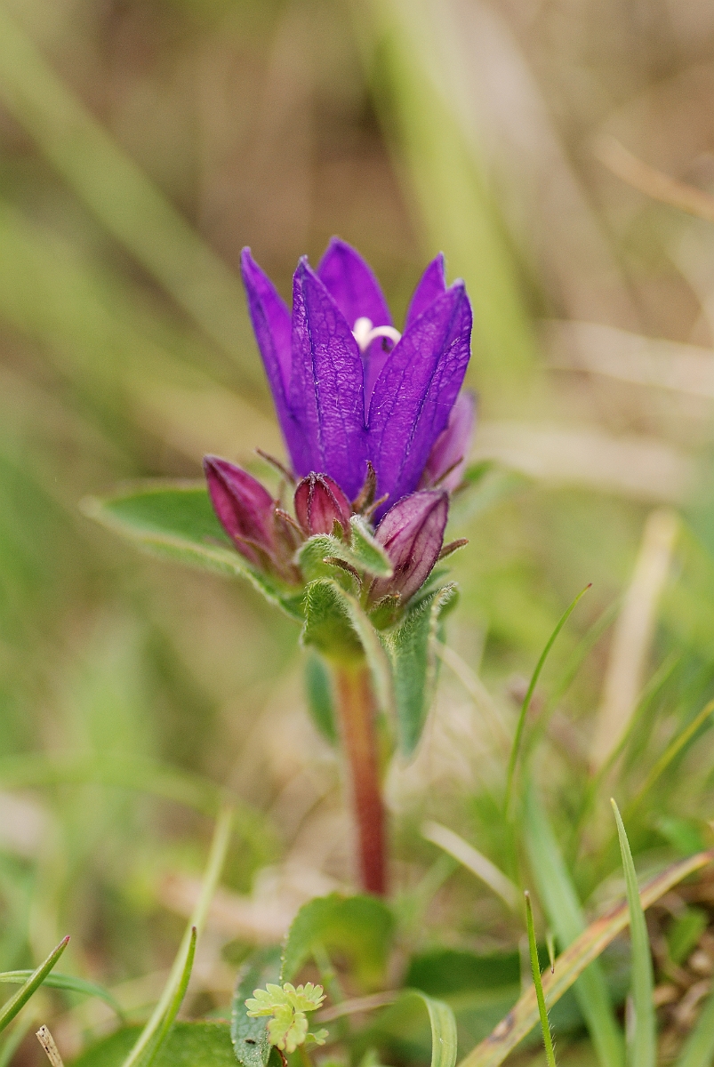 David Plant Photography - Wildlife Photographer - Clustered bellflower - B.jpg - Clustered bellflower - Bedfordshire