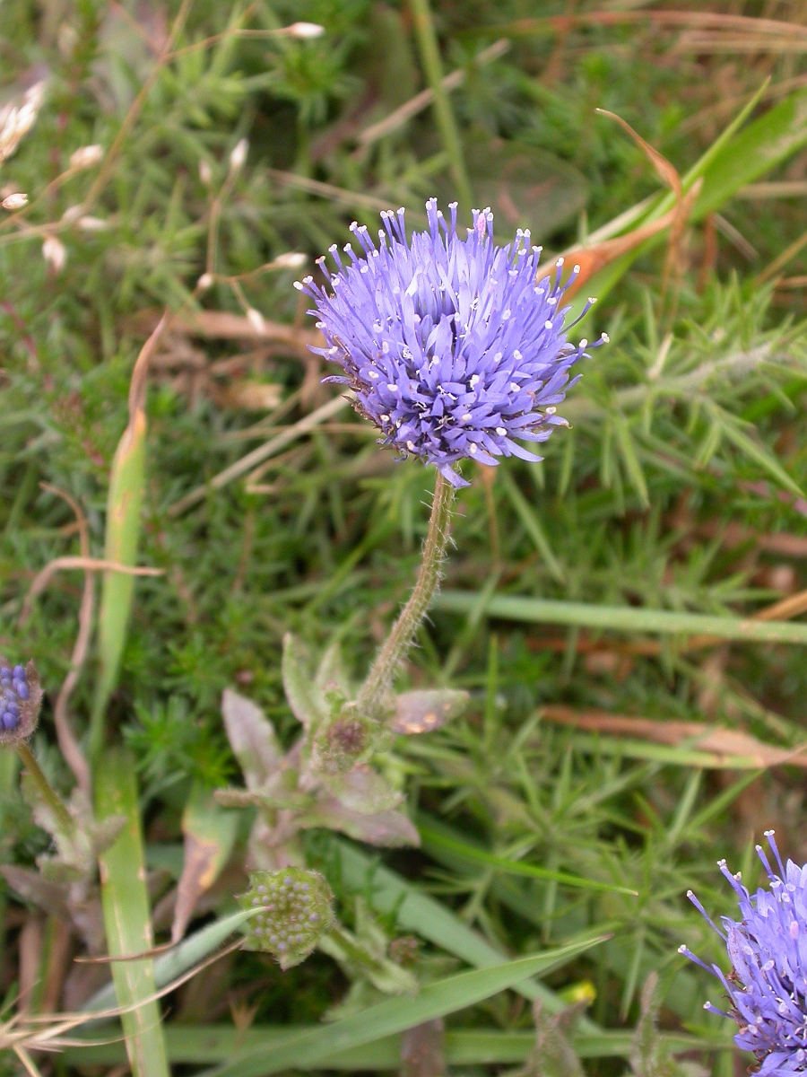 David Plant Photography - Wildlife Photographer - Sheepsbit - A.jpg - Sheepsbit - Somerset