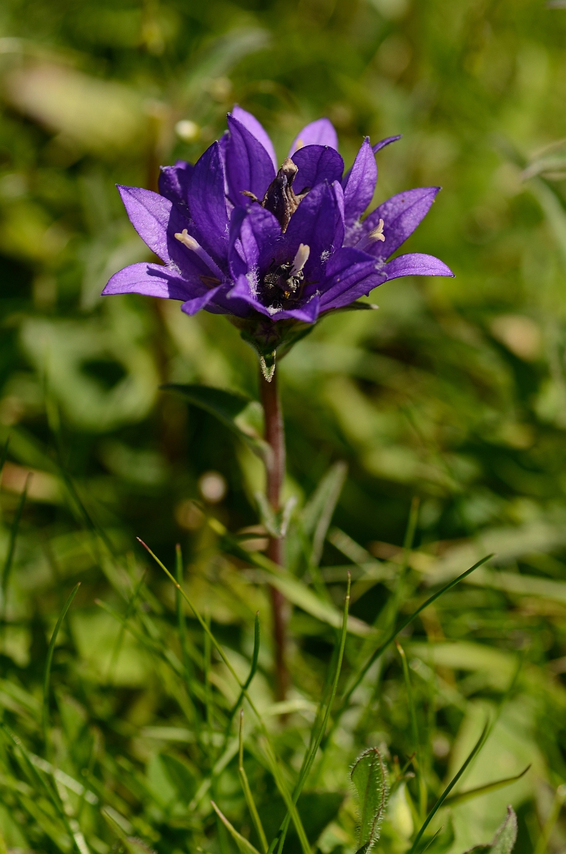 David Plant Photography - Wildlife Photography - Clustered bellflower - D.jpg - Clustered bellflower - Bedfordshire