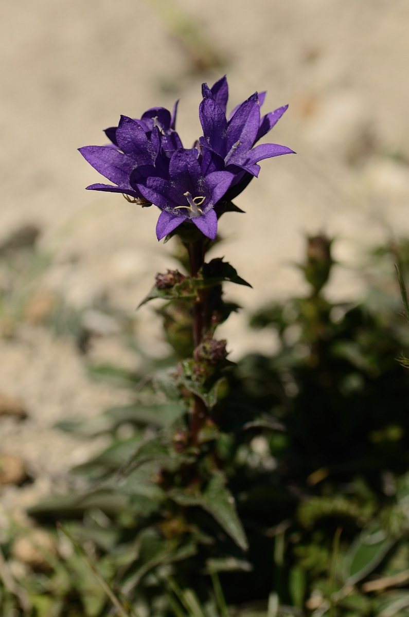 David Plant Photography - Wildlife Photography - Clustered bellflower - E.jpg - Clustered bellflower - Bedfordshire