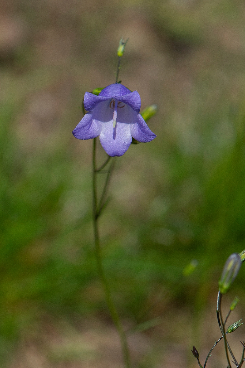 David Plant Photography - Wildlife Photography - Harebell - E.JPG - Harebell - Norfolk