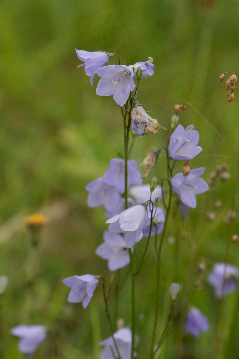 David Plant Photography - Wildlife Photography - Harebell - F.JPG - Harebell - East Yorkshire