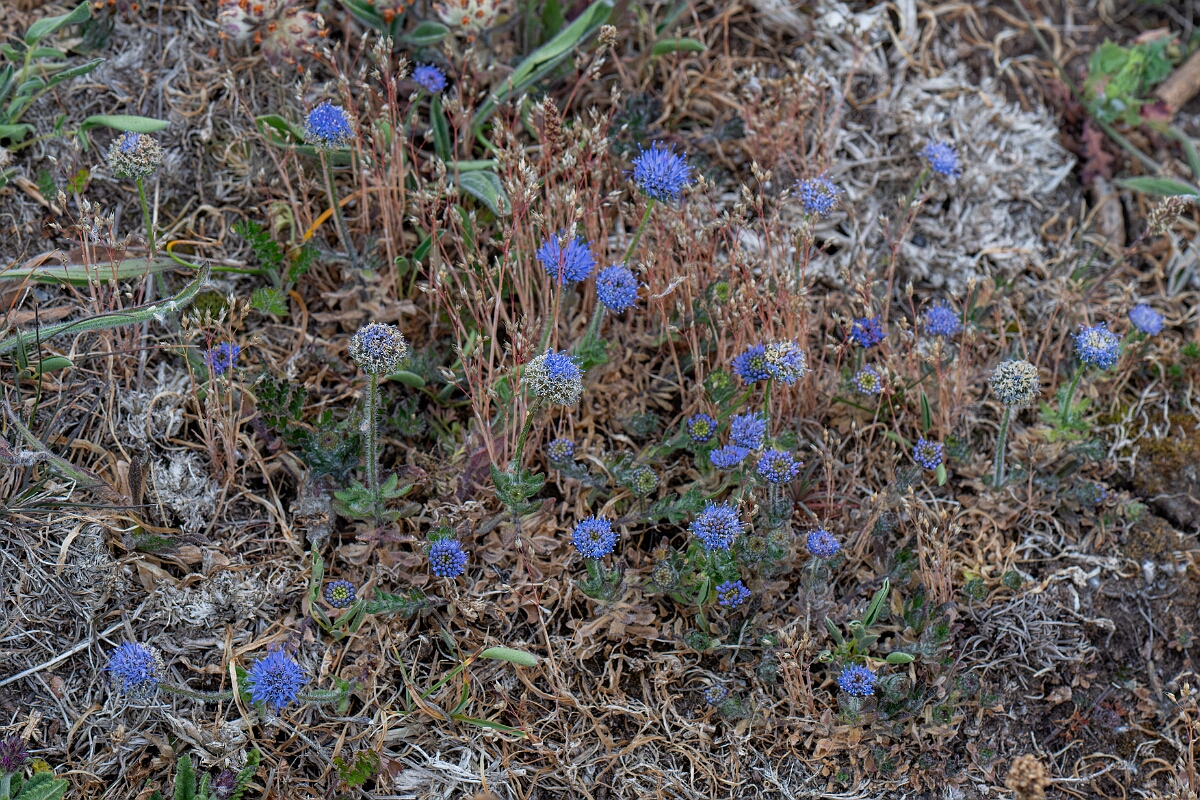 David Plant Photography - Wildlife Photography - Sheepsbit - C.jpg - Sheepsbit - Cornwall