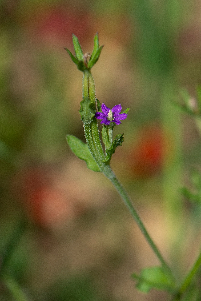 David Plant Photography - Wildlife Photography - Venus's looking-glass - B.JPG - Venus's looking-glass - Suffolk
