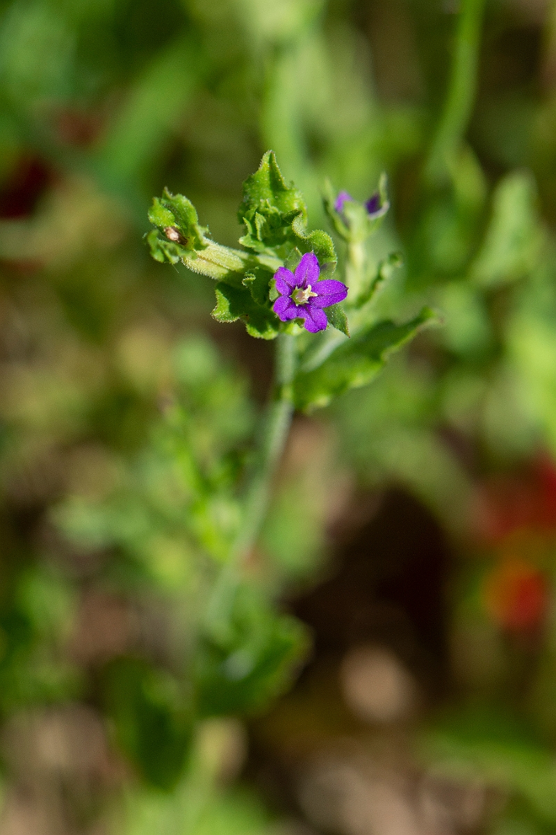 David Plant Photography - Wildlife Photography - Venus's looking-glass - C.JPG - Venus's looking-glass - Suffolk