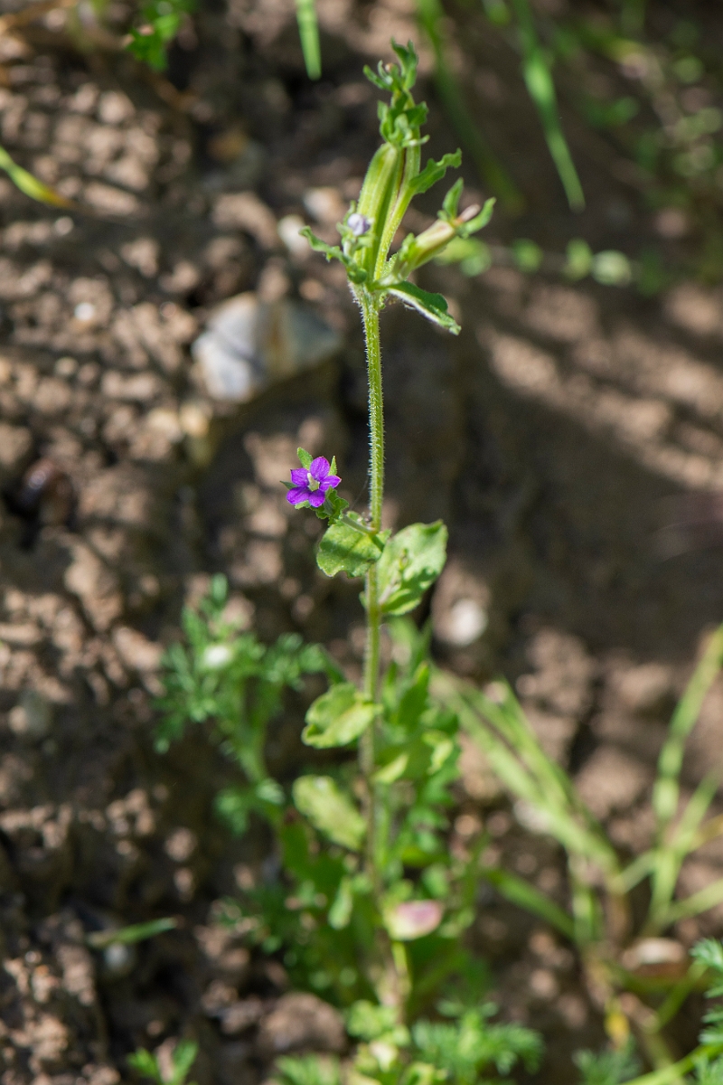 David Plant Photography - Wildlife Photography - Venus's looking-glass - D.JPG - Venus's looking-glass - Suffolk