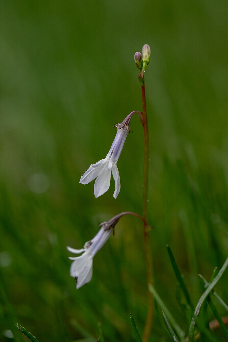 David Plant Photography - Wildlife Photography - Water lobelia - A.jpg - Water lobelia - Highland
