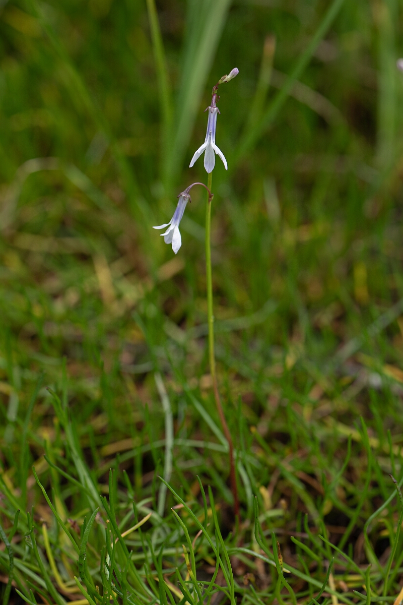 David Plant Photography - Wildlife Photography - Water lobelia - C.jpg - Water lobelia - Highland
