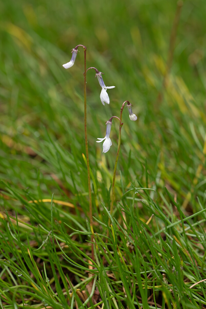 David Plant Photography - Wildlife Photography - Water lobelia - D.jpg - Water lobelia - Highland