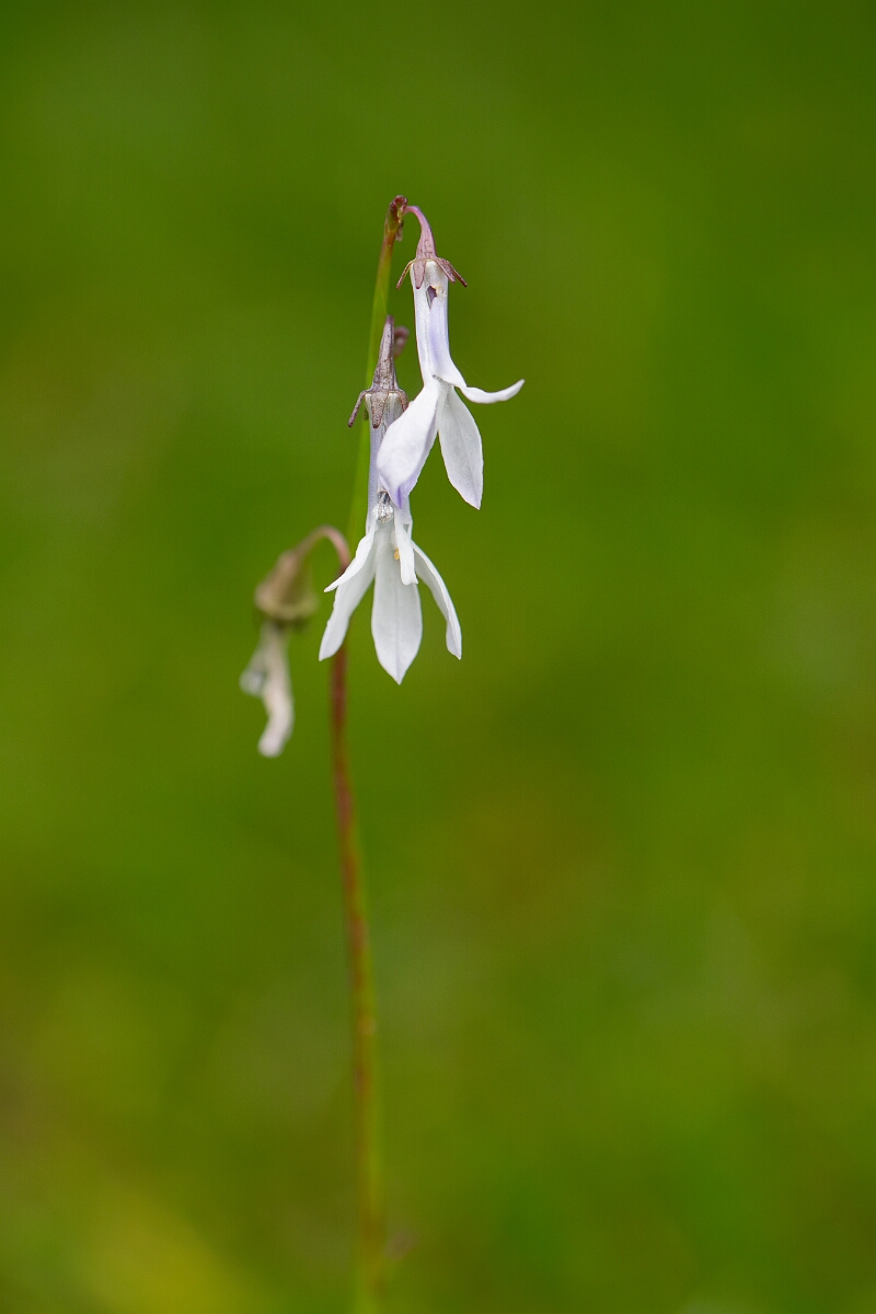 David Plant Photography - Wildlife Photography - Water lobelia - E.jpg - Water lobelia - Highland