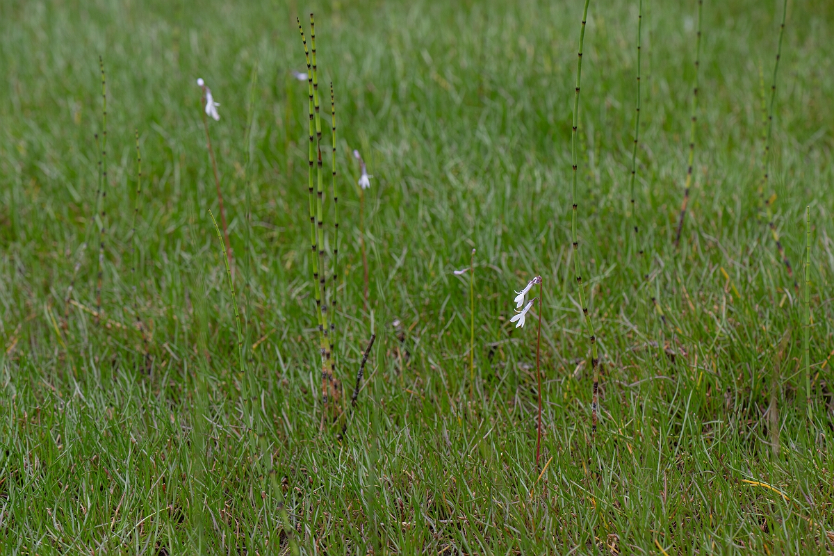 David Plant Photography - Wildlife Photography - Water lobelia - F.jpg - Water lobelia - Highland