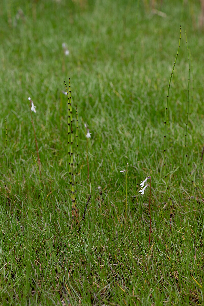 David Plant Photography - Wildlife Photography - Water lobelia - G.jpg - Water lobelia - Highland