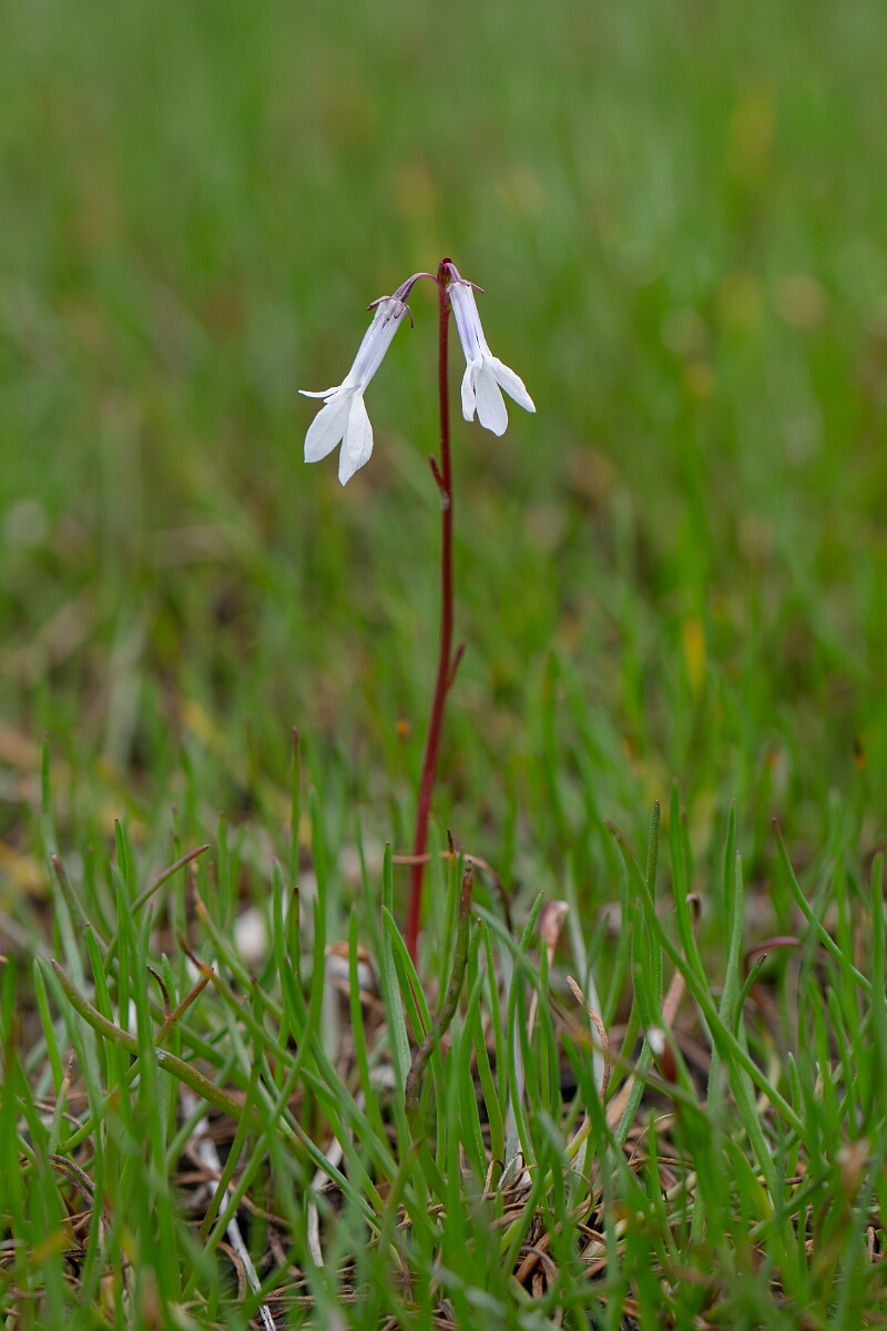 David Plant Photography - Wildlife Photography - Water lobelia - H.jpg - Water lobelia - Highland