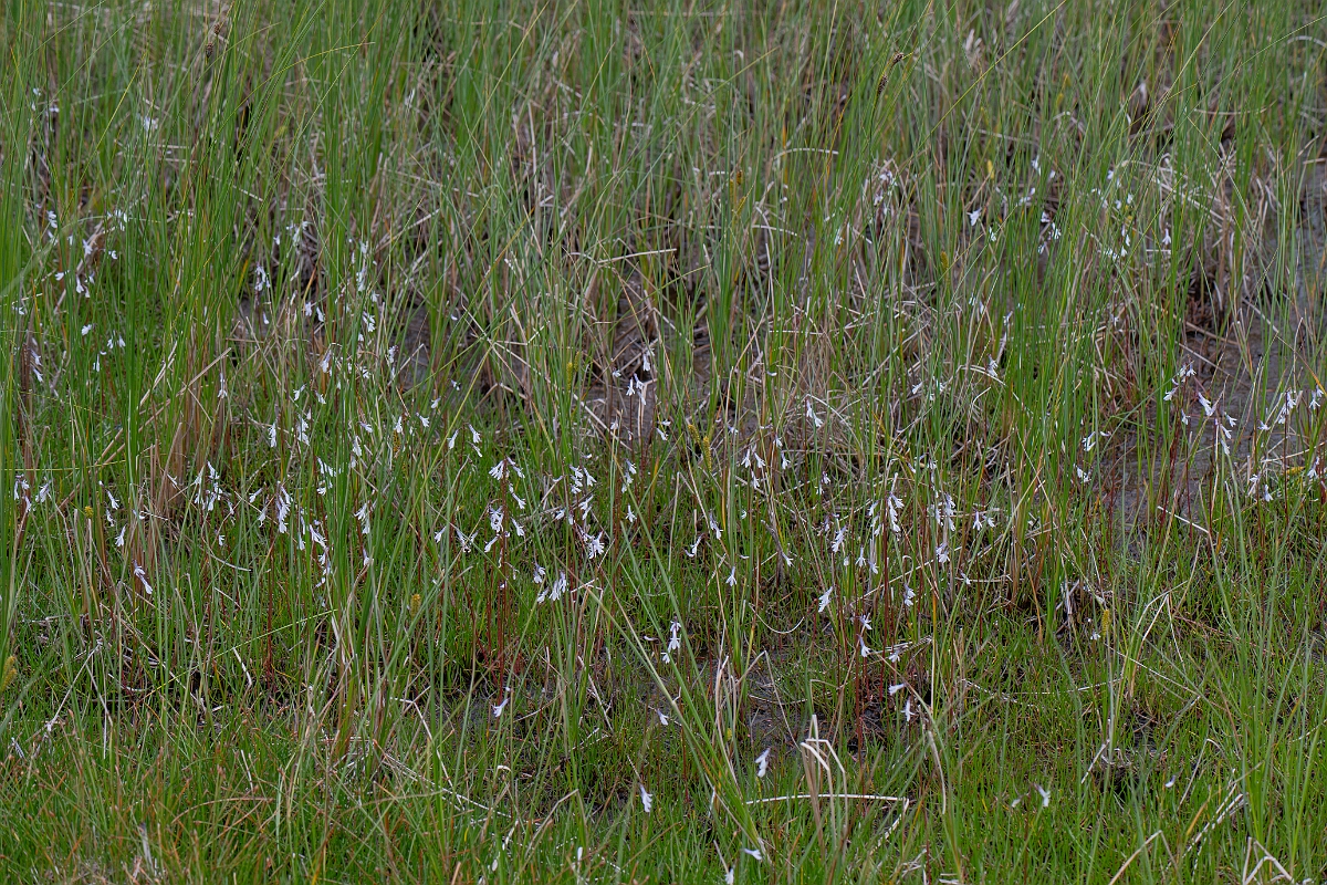 David Plant Photography - Wildlife Photography - Water lobelia - I.jpg - Water lobelia - Highland