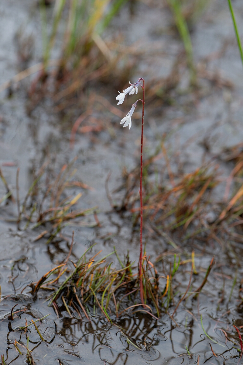 David Plant Photography - Wildlife Photography - Water lobelia - J.jpg - Water lobelia - Highland