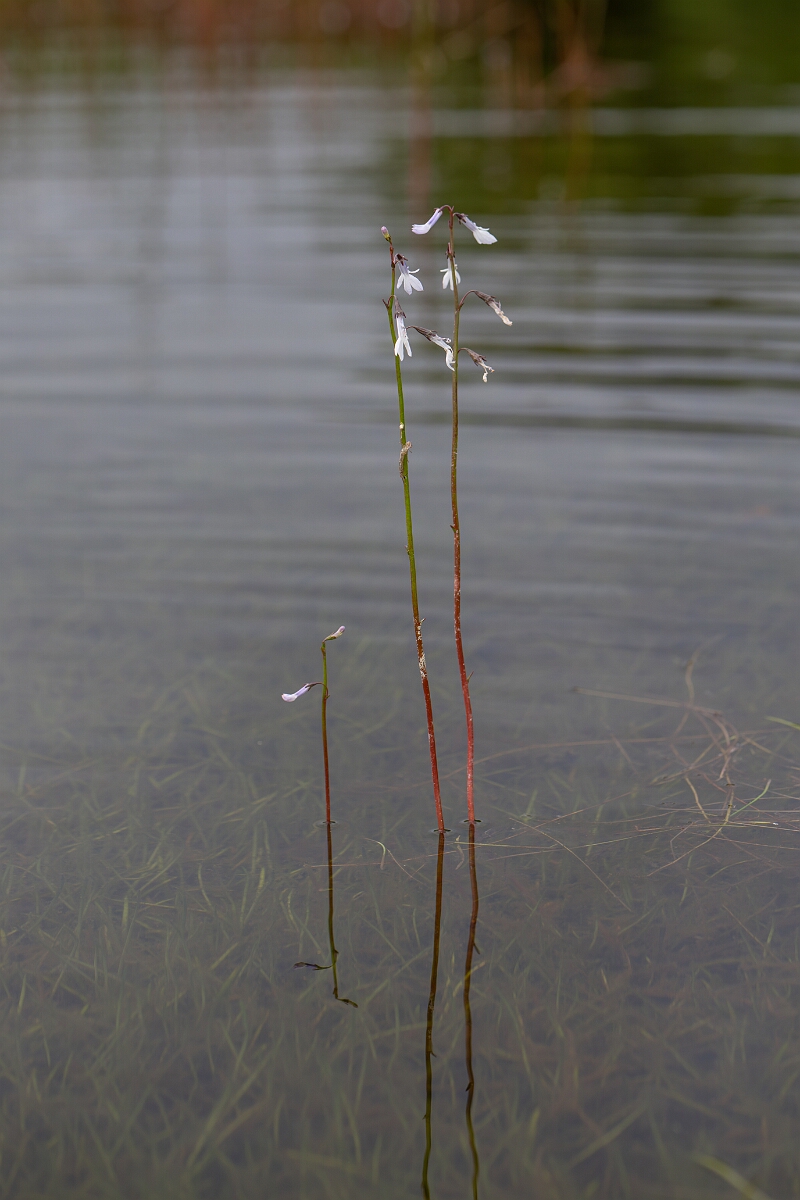 David Plant Photography - Wildlife Photography - Water lobelia - L.jpg - Water lobelia - Highland