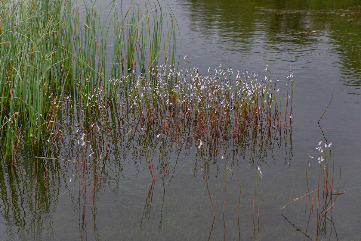 David Plant Photography - Wildlife Photography - Water lobelia - M.jpg - Water lobelia - Highland