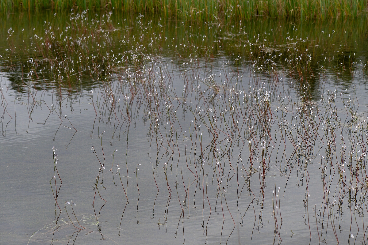 David Plant Photography - Wildlife Photography - Water lobelia - O.jpg - Water lobelia - Highland