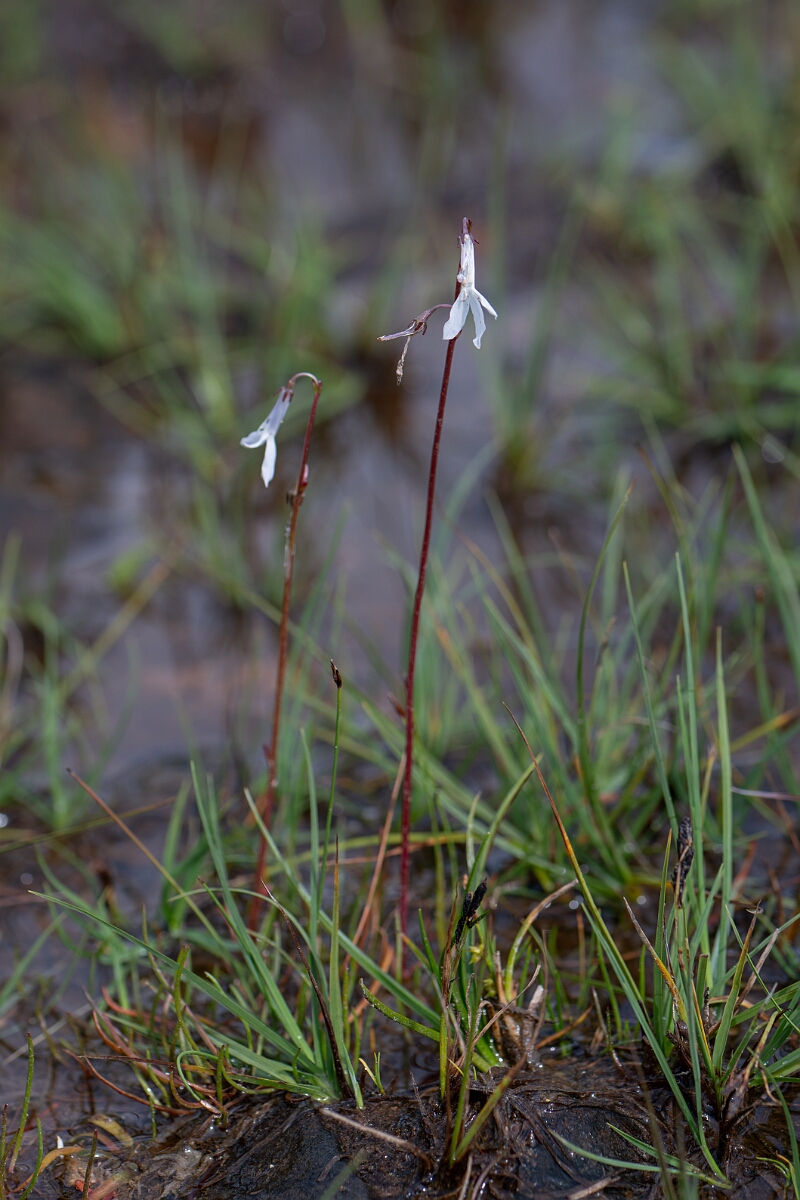 David Plant Photography - Wildlife Photography - Water lobelia - Q.jpg - Water lobelia - Cairngorms