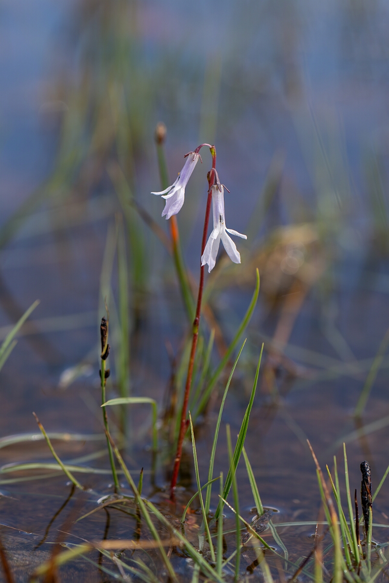 David Plant Photography - Wildlife Photography - Water lobelia - R.jpg - Water lobelia - Cairngorms