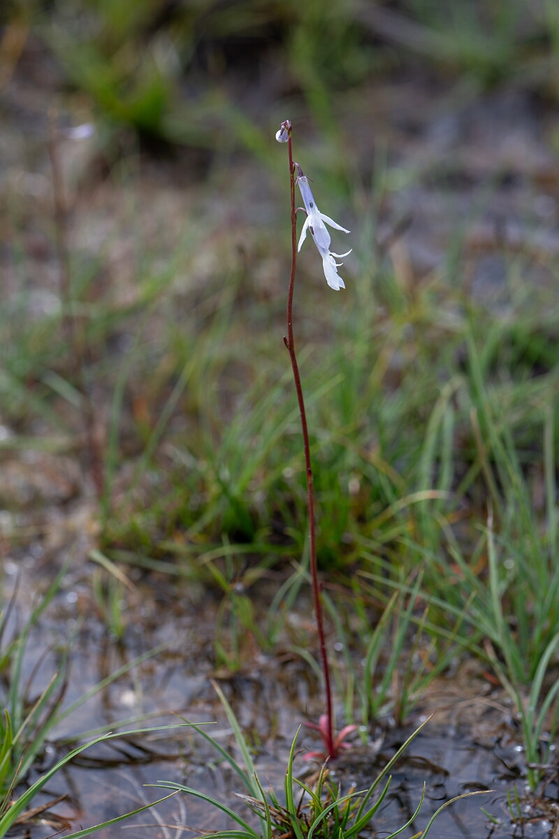 David Plant Photography - Wildlife Photography - Water lobelia - S.jpg - Water lobelia - Cairngorms