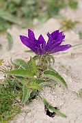 David Plant Photography - Wildlife Photographer - Clustered bellflower - C