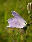 David Plant Photography - Wildlife Photographer - Harebell flower - A
