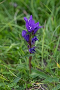 David Plant Photography - Wildlife Photography - Clustered bellflower - F