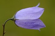 David Plant Photography - Wildlife Photography - Harebell - B