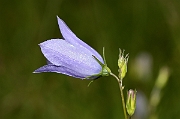 David Plant Photography - Wildlife Photography - Harebell - C