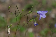 David Plant Photography - Wildlife Photography - Harebell - D