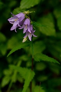 David Plant Photography - Wildlife Photography - Nettle-leaved bellflower - A