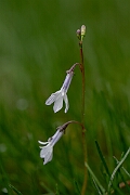 David Plant Photography - Wildlife Photography - Water lobelia - A