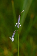 David Plant Photography - Wildlife Photography - Water lobelia - B