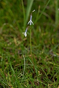 David Plant Photography - Wildlife Photography - Water lobelia - C